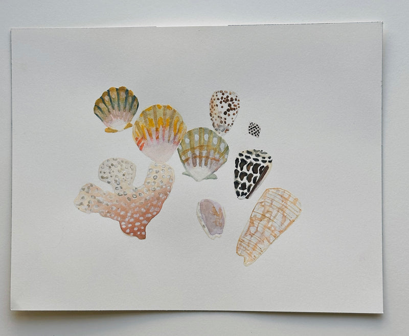 Shell Collection 1