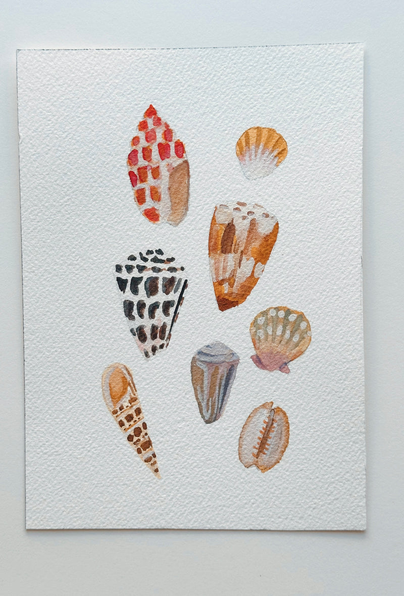 Shells Collection 2