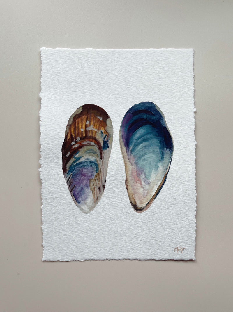 Illustration of Mussel Shell