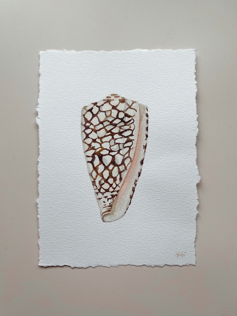 Illustration of Marble Cone Shell
